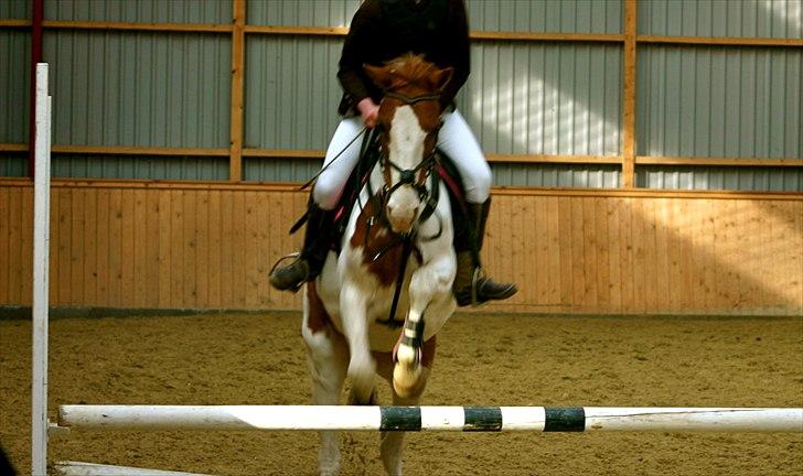 Pinto Freja billede 2