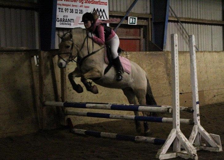 Fjordhest ZEUS *Udlånt* - Fastelavsstævne d. 7. Marts 2012 - 80 cm. 2. Plads <3
Foto: CHS photo. billede 10