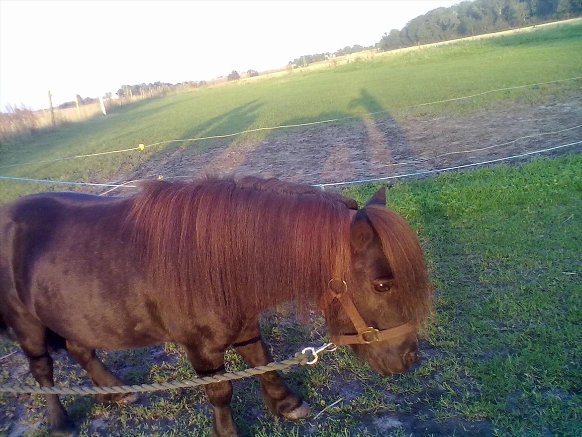 Shetlænder Sharon MY BOY  billede 10