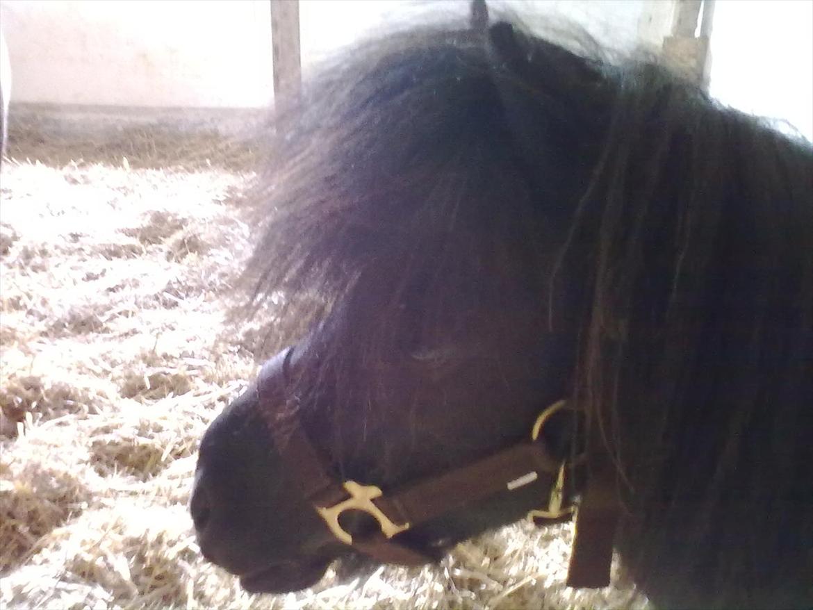 Shetlænder Sharon MY BOY  - første gang i den nye box billede 11