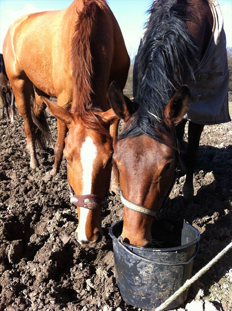 Anden særlig race | Tequila Sunrise «3 | R.I.P 25-06-2012 - Drikker vand med Bedste Veninden :) billede 9