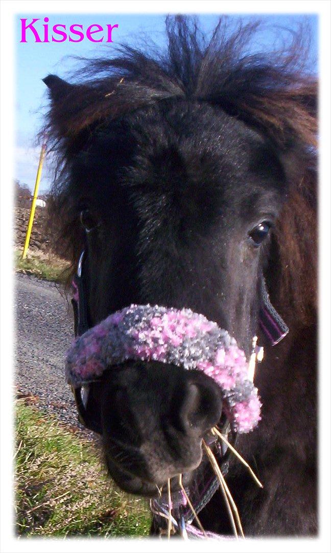 Shetlænder Kisser - Kisser lille. billede 9