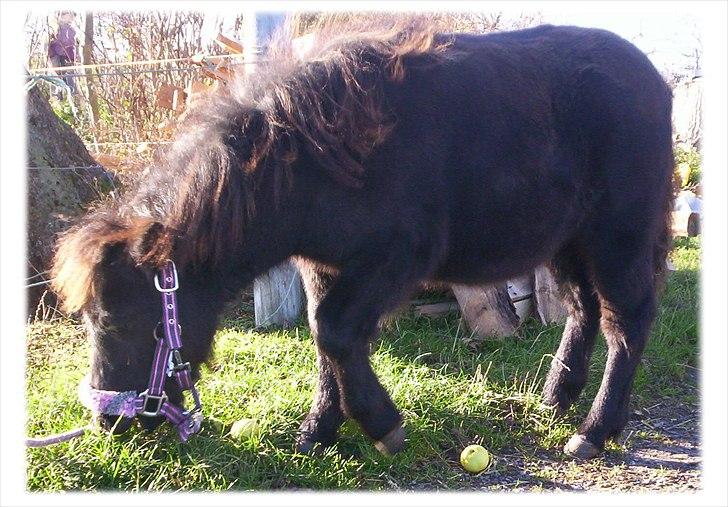 Shetlænder Kisser billede 10