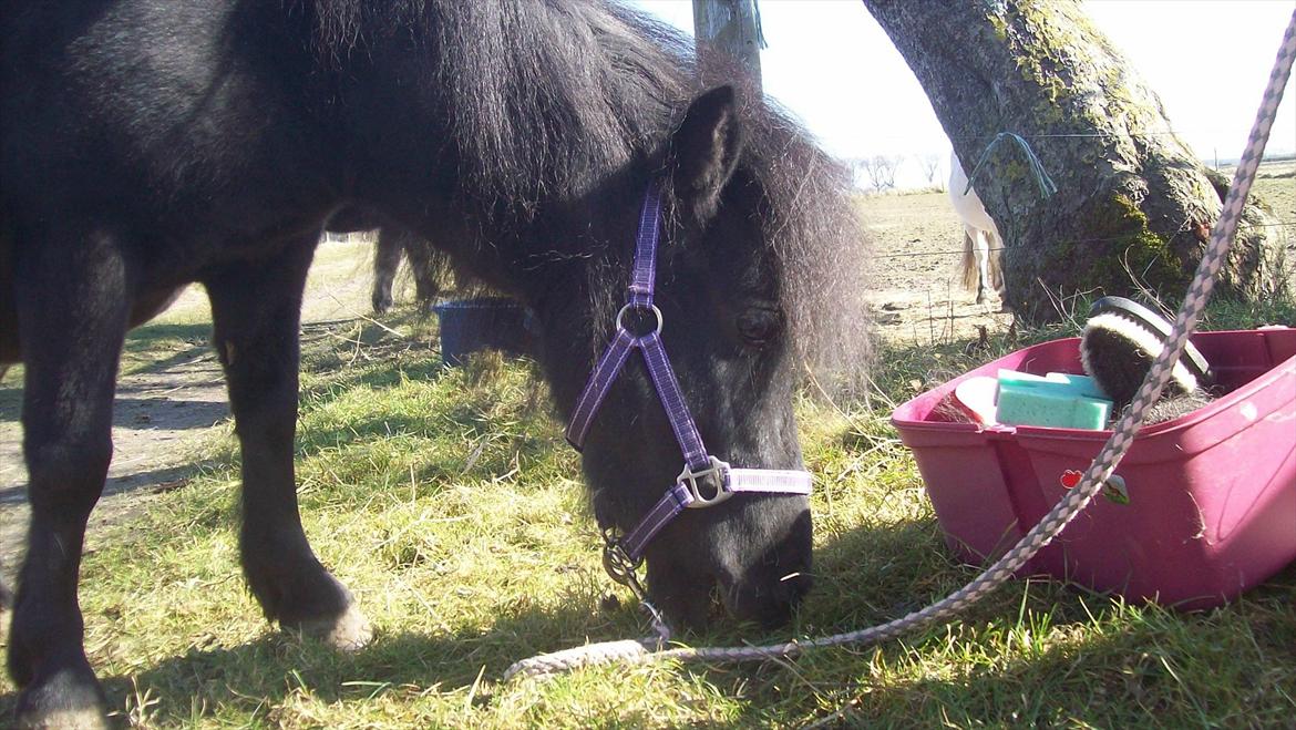 Shetlænder Kisser billede 11