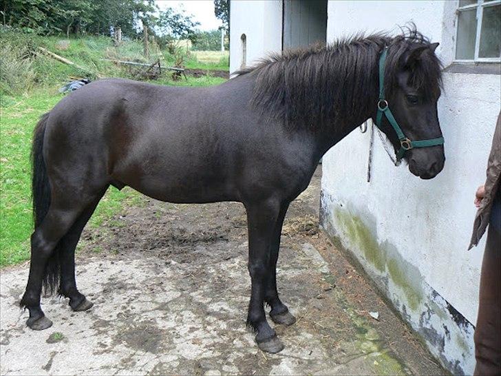 Islænder Rökkvi  fra Skarholt (passer) - Se lige hans meeeget velstriglede pels:D billede 6