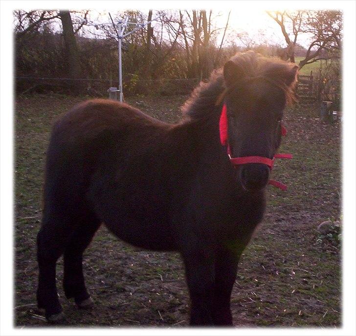 Shetlænder Kisser billede 14