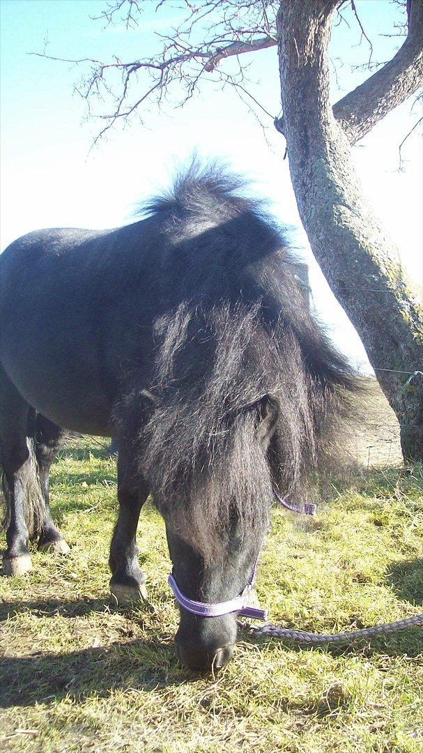 Shetlænder Kisser - Kisser marts 2012 billede 1
