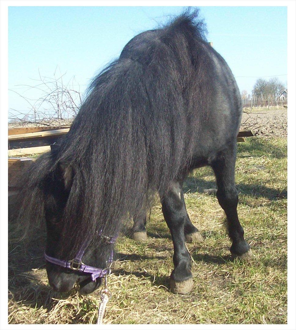 Shetlænder Kisser billede 12