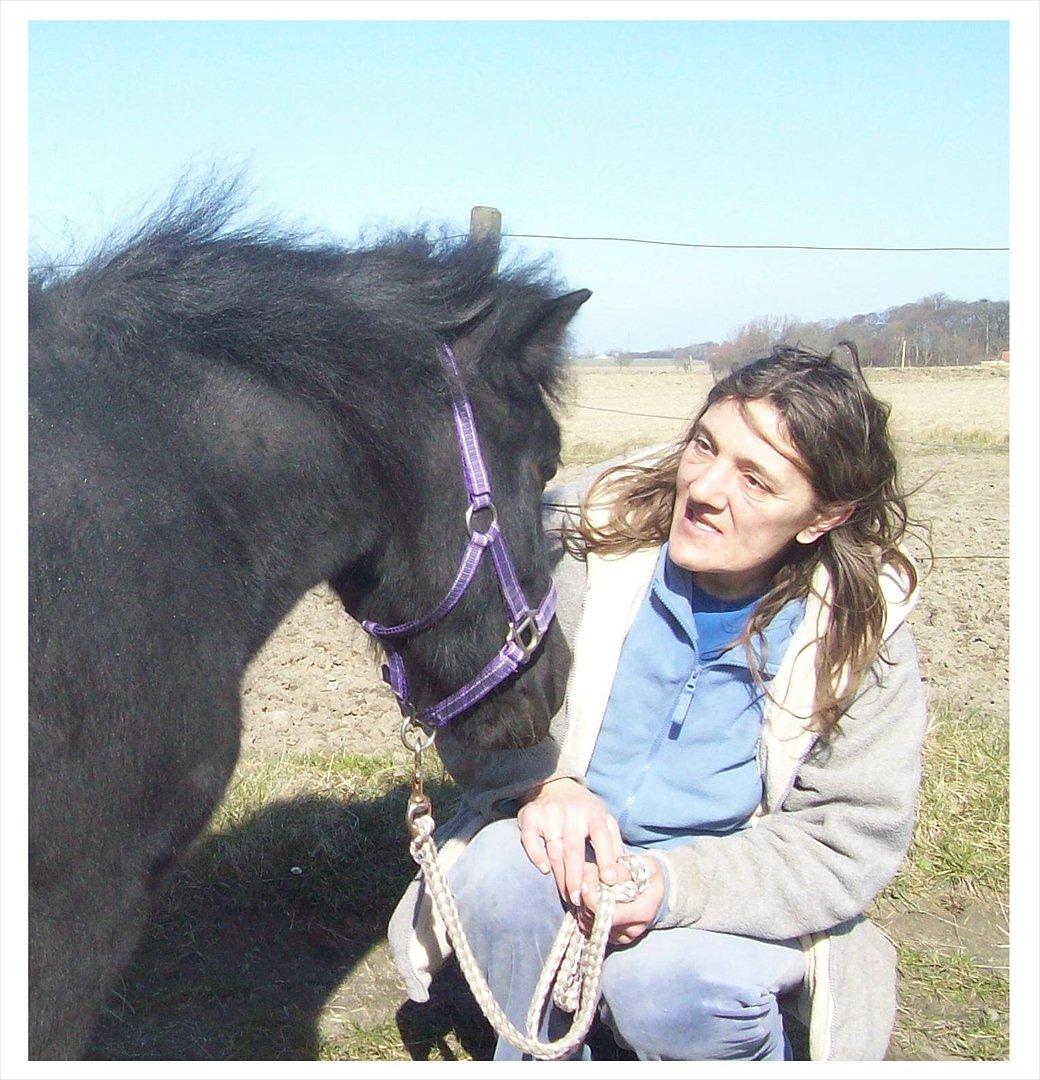 Shetlænder Kisser - Hyggestund. billede 15