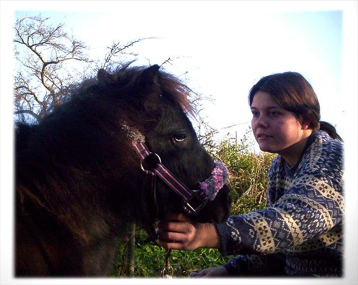 Shetlænder Kisser billede 16