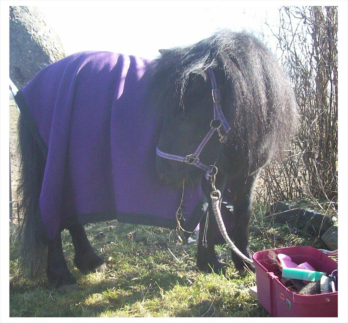 Shetlænder Kisser billede 17