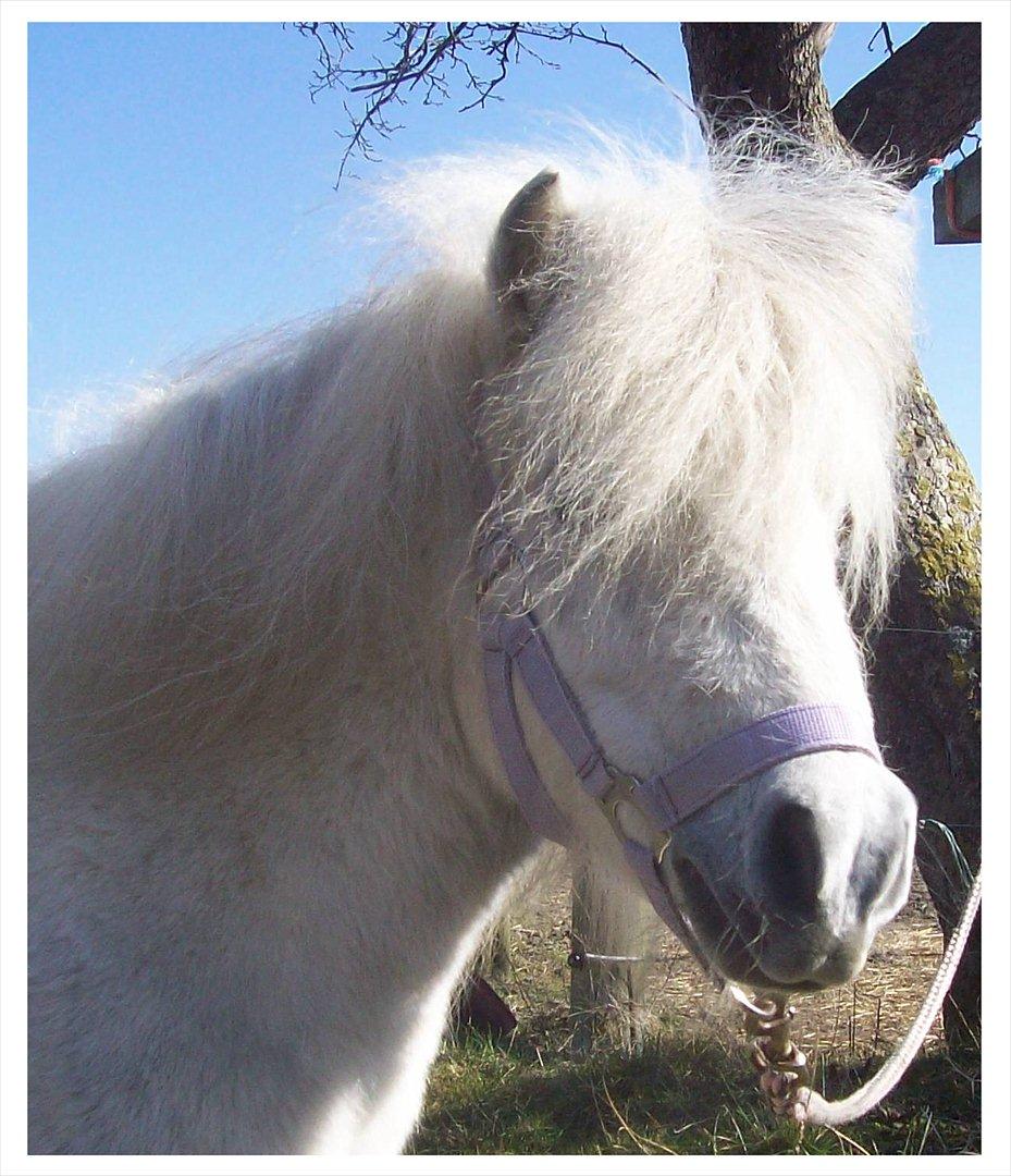Anden særlig race Rosanne billede 1