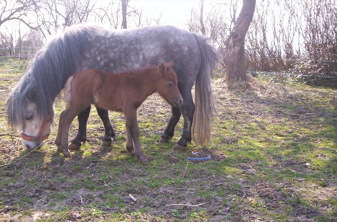 Anden særlig race Rosanne - Rosy med Honey. billede 2
