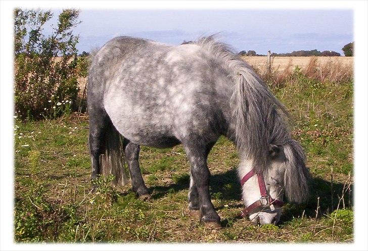 Anden særlig race Rosanne billede 3