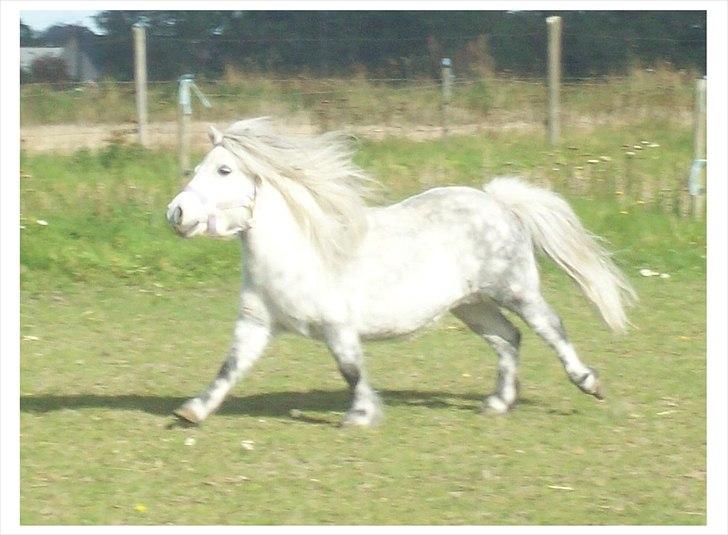 Anden særlig race Rosanne billede 4