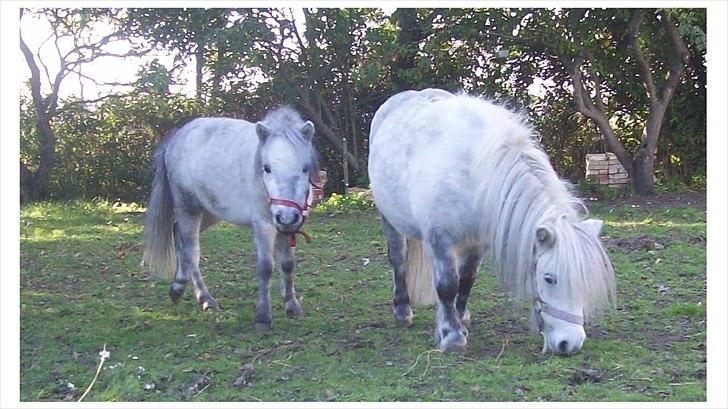 Anden særlig race Rosanne - Rosy og Honey. billede 5