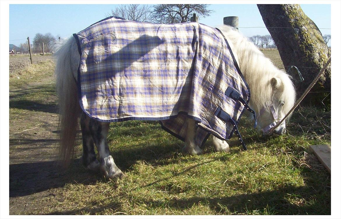 Anden særlig race Rosanne billede 7