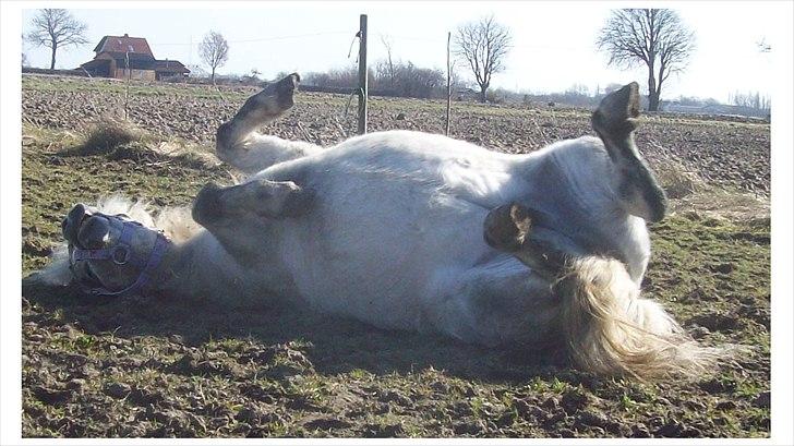 Anden særlig race Rosanne billede 8