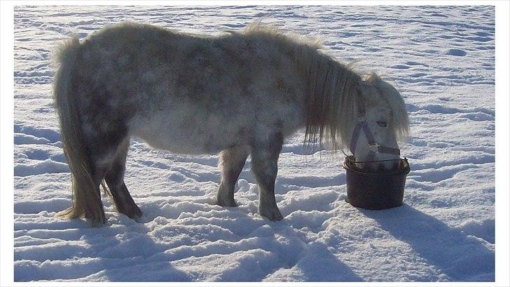 Anden særlig race Rosanne billede 9