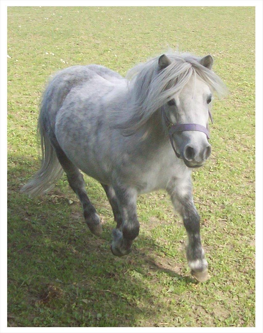 Anden særlig race Rosanne billede 10