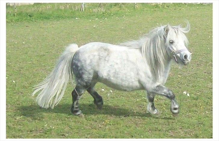 Anden særlig race Rosanne billede 11