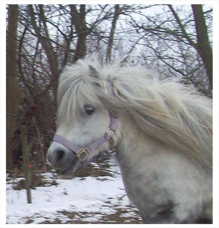 Anden særlig race Rosanne billede 12