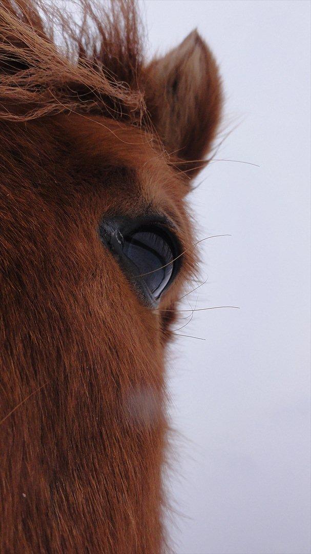 Islænder Hilde fra freersvang billede 6