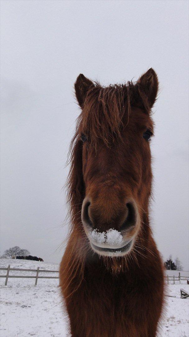 Islænder Hilde fra freersvang billede 7