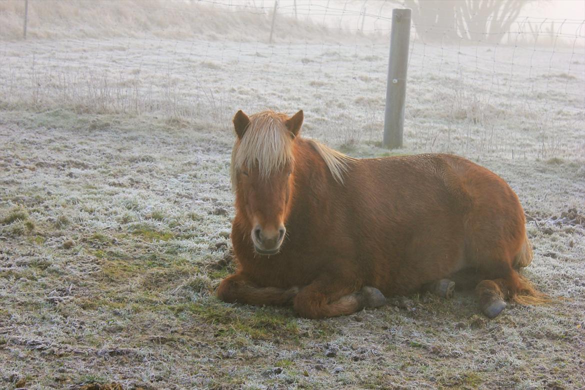 Islænder Fjóla fra freersvang  billede 20