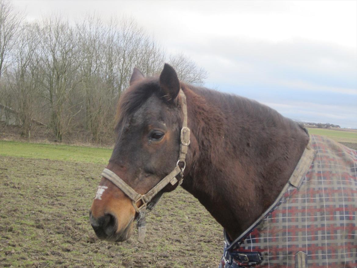 Anden særlig race bella R.I.P elskede hest billede 20