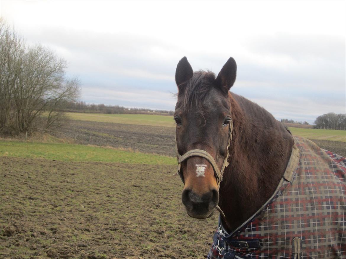 Anden særlig race bella R.I.P elskede hest billede 1