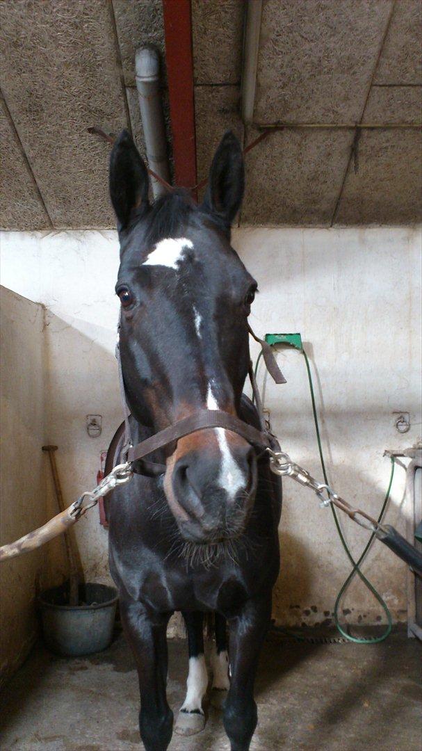 Dansk Varmblod Baronessen *Elevhest* (Har redet) - Velkommen til din lækre hests profil:D billede 1