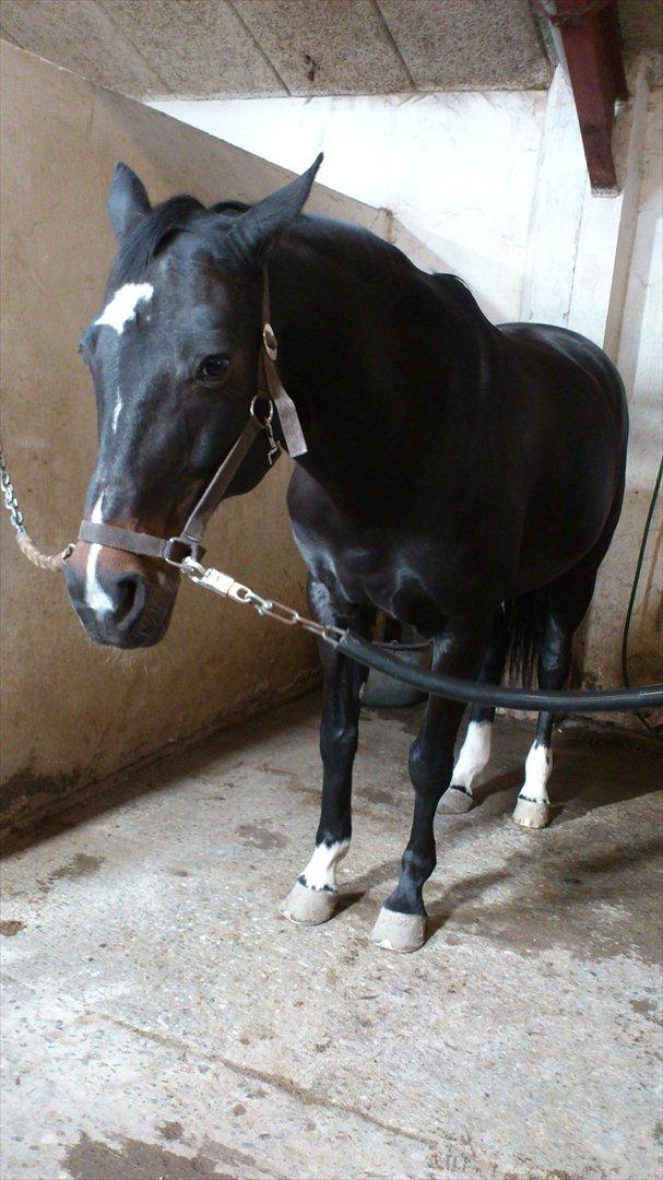 Dansk Varmblod Baronessen *Elevhest* (Har redet) - Puhaa det er hårdt at blive striglet:D billede 8