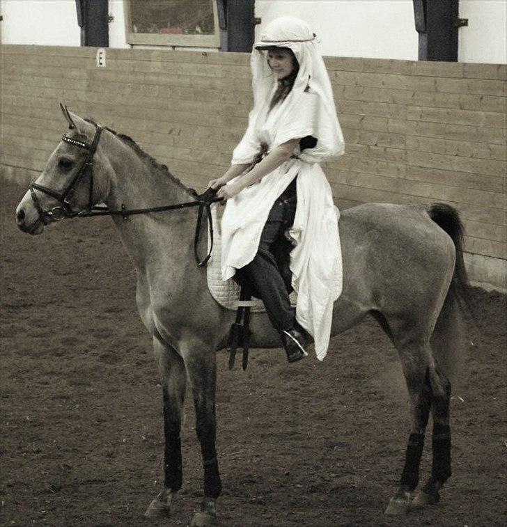 Arabisk fuldblod (OX) Cadar Kamil Mi Corazon billede 6