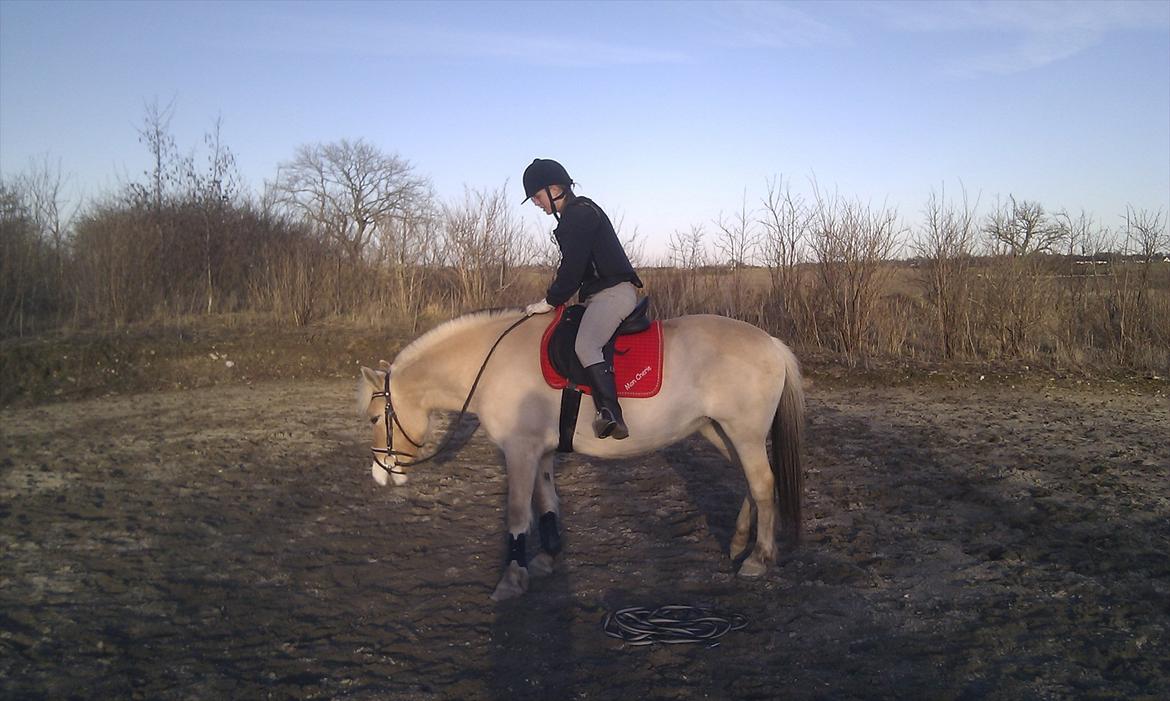 Fjordhest Marika Møldrup billede 3