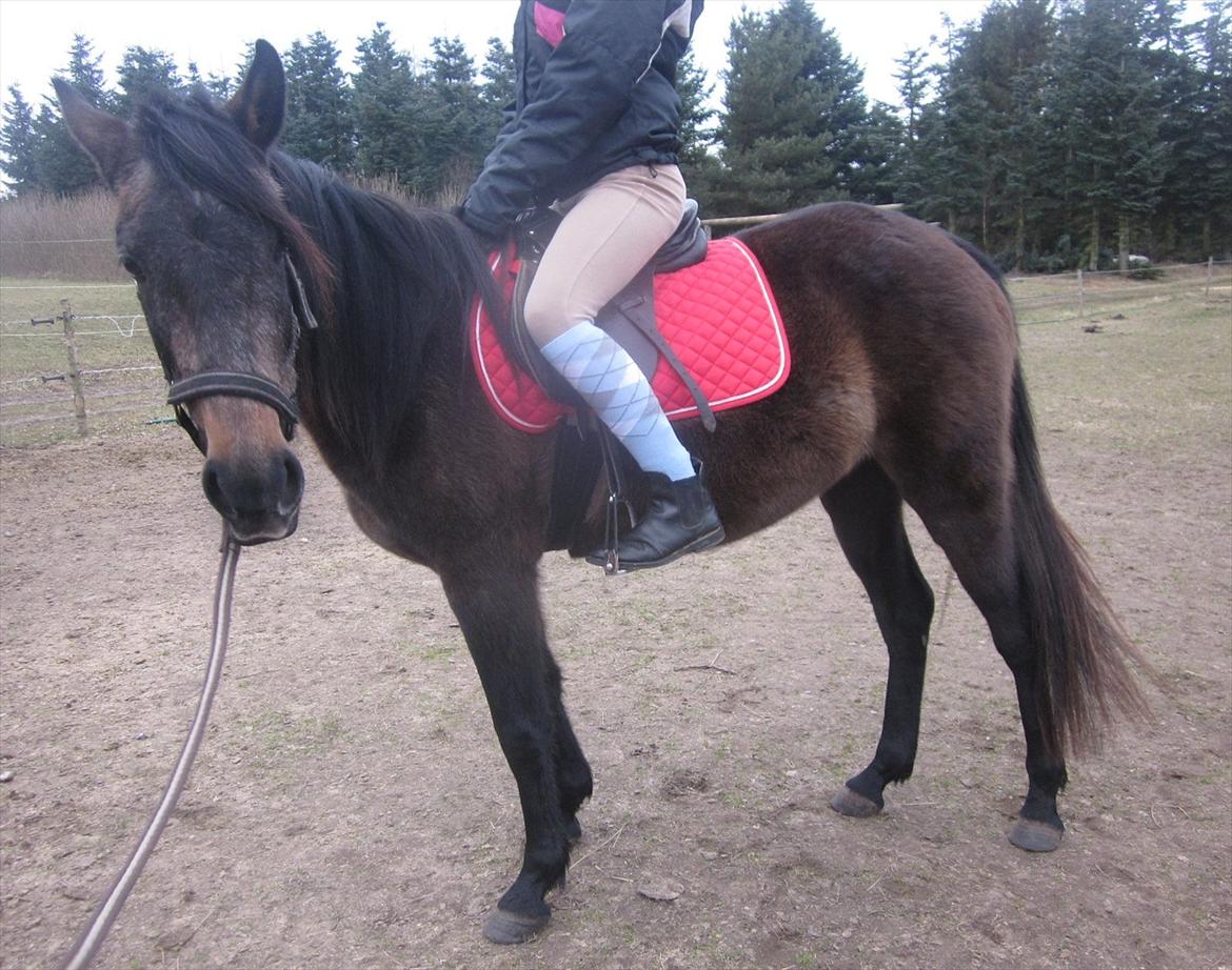 Anden særlig race Payback - d. 13.03.2012 hvor hun blev 3år :)  billede 4