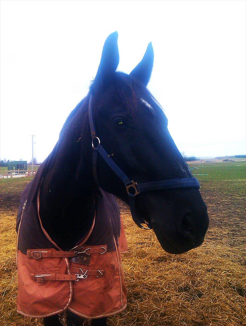 Oldenborg Buster  billede 3
