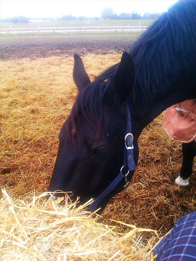 Oldenborg Buster  billede 8