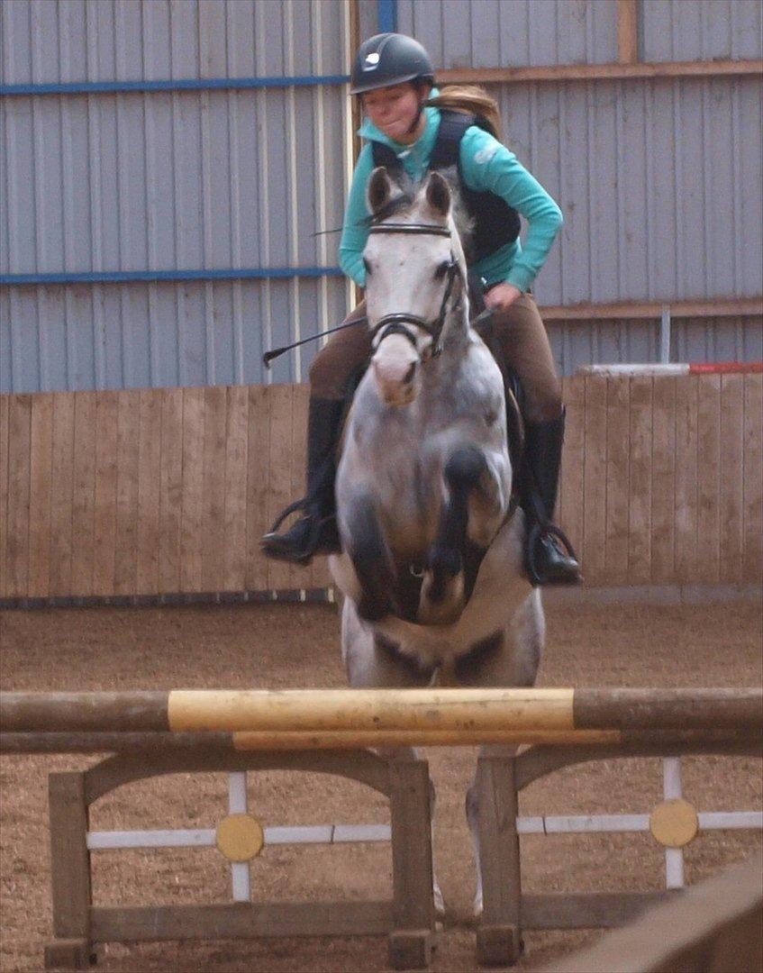 Anden særlig race Fandango (springer ) billede 11