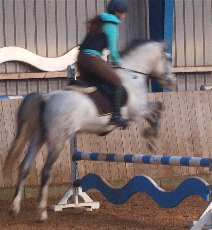 Anden særlig race Fandango (springer ) billede 12