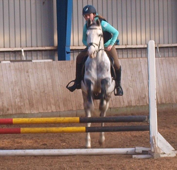 Anden særlig race Fandango (springer ) billede 13