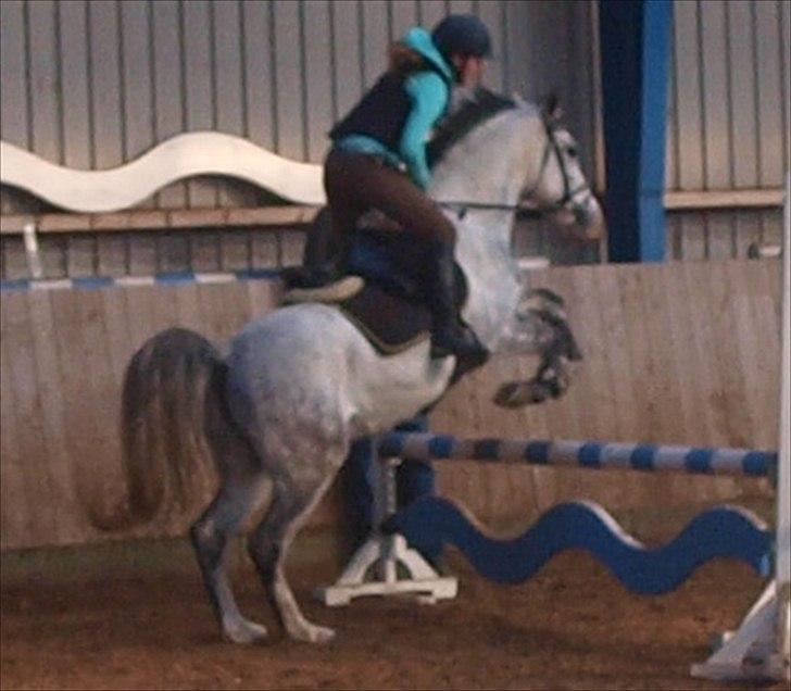 Anden særlig race Fandango (springer ) billede 14