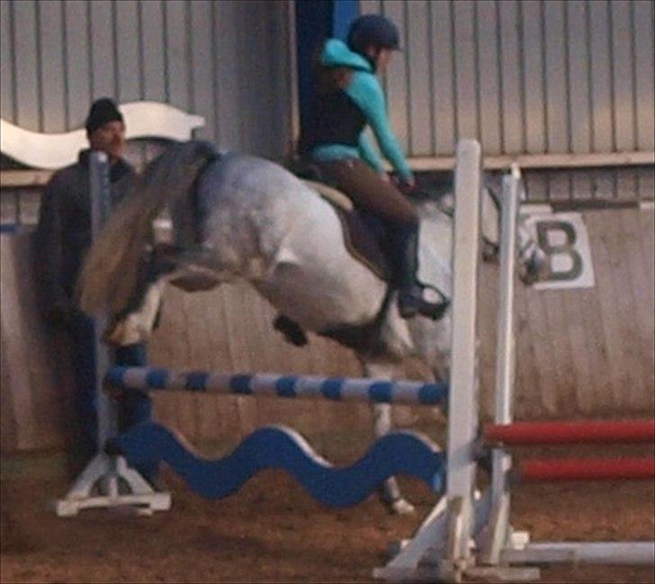 Anden særlig race Fandango (springer ) billede 15