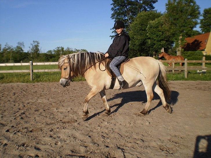 Fjordhest Jeppe - Det er hårdt arbejde var tykke! <3 billede 8
