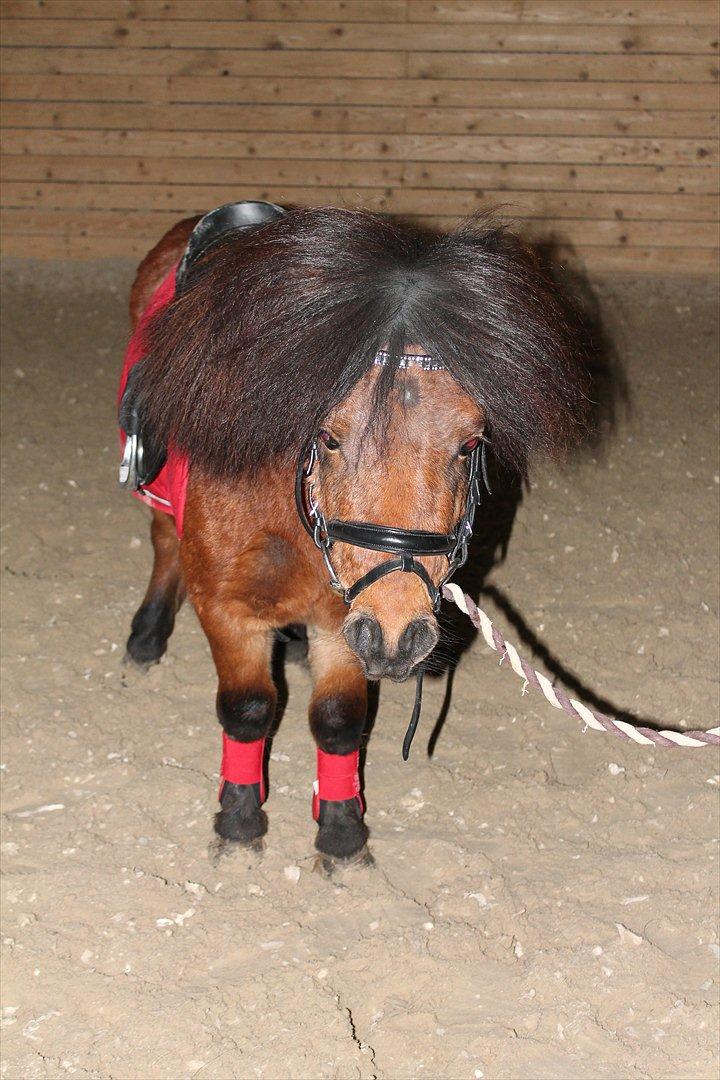 Shetlænder Pelle Hingst billede 3