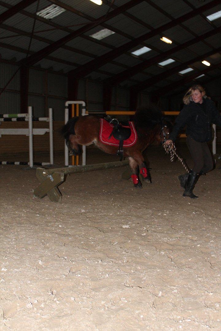 Shetlænder Pelle Hingst billede 20