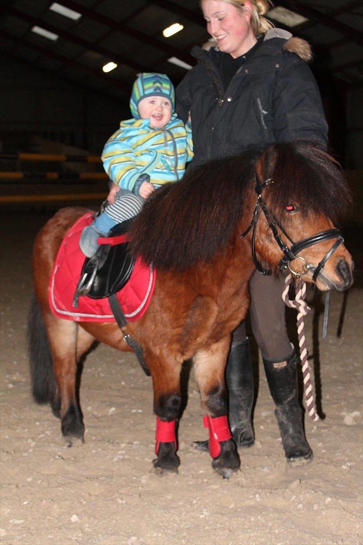 Shetlænder Pelle Hingst billede 8