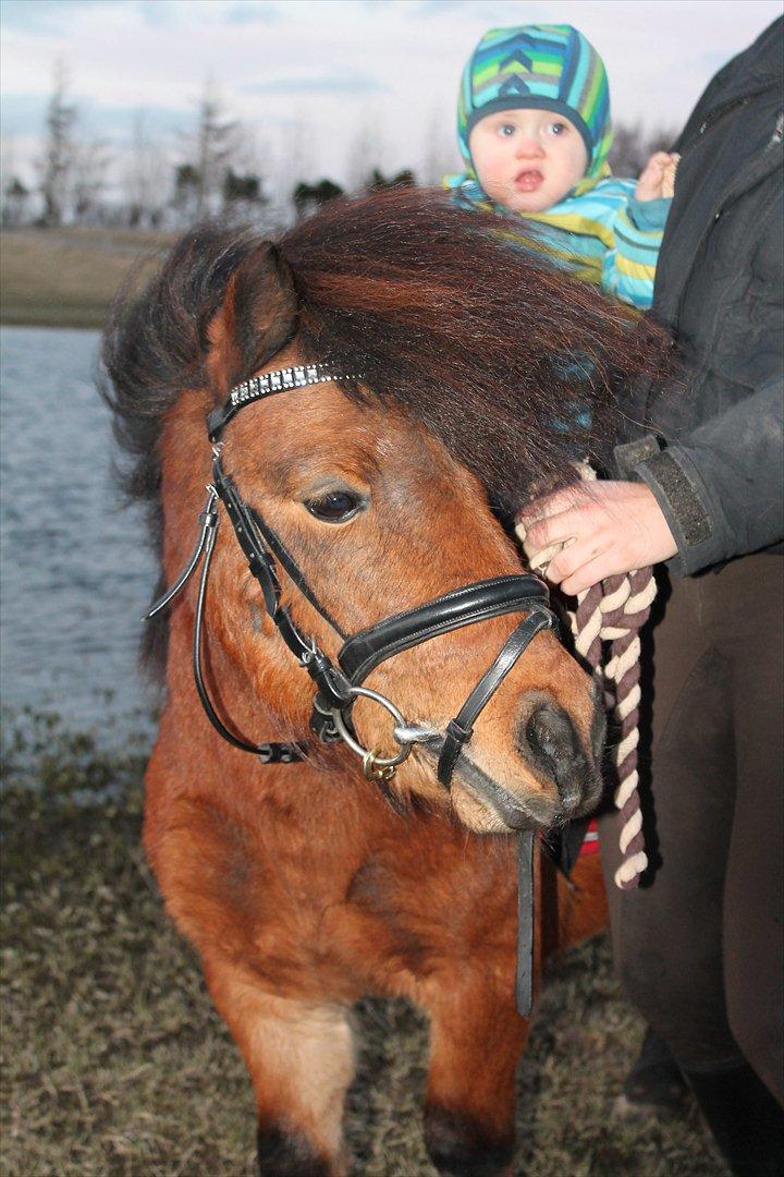 Shetlænder Pelle Hingst billede 12