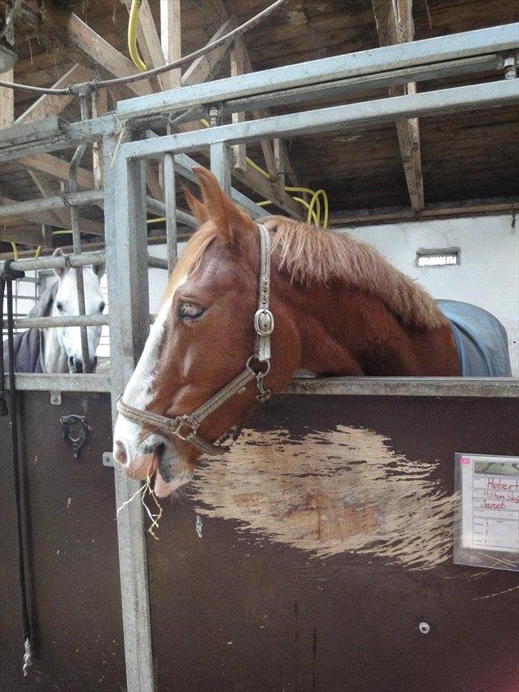 Frederiksborg Hubert. billede 5