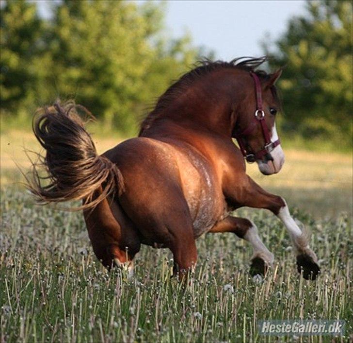 Welsh Pony af Cob-type (sec C) Thers Hey Harlekin<3 billede 5